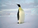 Nombre del archivo=PINGUINO234.jpg
Tamaño del archivo=30Kb
Dimensiones=640x480
Fecha añadida=13 de Octubre de 11 PINGUINO234.jpg