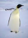 Nombre del archivo=PINGUINO235.jpg
Tamaño del archivo=31Kb
Dimensiones=480x640
Fecha añadida=13 de Octubre de 11 PINGUINO235.jpg