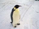 Nombre del archivo=PINGUINO236.jpg
Tamaño del archivo=39Kb
Dimensiones=640x480
Fecha añadida=13 de Octubre de 11 PINGUINO236.jpg