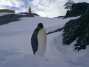 Nombre del archivo=PINGUINO237.jpg
Tamaño del archivo=47Kb
Dimensiones=640x480
Fecha añadida=13 de Octubre de 11 PINGUINO237.jpg