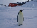 Nombre del archivo=PINGUINO239.jpg
Tamaño del archivo=46Kb
Dimensiones=640x480
Fecha añadida=13 de Octubre de 11 PINGUINO239.jpg