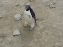 Nombre del archivo=PINGUINO240.jpg
Tamaño del archivo=140Kb
Dimensiones=1216x912
Fecha añadida=13 de Octubre de 11 PINGUINO240.jpg