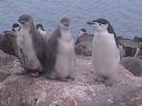 Nombre del archivo=PINGUINO241.jpg
Tamaño del archivo=9Kb
Dimensiones=320x240
Fecha añadida=13 de Octubre de 11 PINGUINO241.jpg