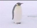 Nombre del archivo=PINGUINO244.jpg
Tamaño del archivo=15Kb
Dimensiones=600x450
Fecha añadida=13 de Octubre de 11 PINGUINO244.jpg