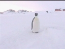 Nombre del archivo=PINGUINO245.jpg
Tamaño del archivo=15Kb
Dimensiones=600x450
Fecha añadida=13 de Octubre de 11 PINGUINO245.jpg