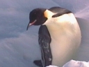 Nombre del archivo=PINGUINO246.jpg
Tamaño del archivo=20Kb
Dimensiones=600x450
Fecha añadida=13 de Octubre de 11 PINGUINO246.jpg