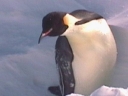 PINGUINO246.jpg