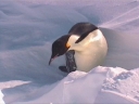 Nombre del archivo=PINGUINO247.jpg
Tamaño del archivo=22Kb
Dimensiones=600x450
Fecha añadida=13 de Octubre de 11 PINGUINO247.jpg