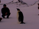 Nombre del archivo=PINGUINO248.jpg
Tamaño del archivo=19Kb
Dimensiones=600x450
Fecha añadida=13 de Octubre de 11 PINGUINO248.jpg