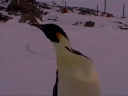 Nombre del archivo=PINGUINO250.jpg
Tamaño del archivo=18Kb
Dimensiones=600x450
Fecha añadida=13 de Octubre de 11 PINGUINO250.jpg