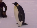 Nombre del archivo=PINGUINO252.jpg
Tamaño del archivo=20Kb
Dimensiones=600x450
Fecha añadida=13 de Octubre de 11 PINGUINO252.jpg