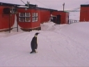 Nombre del archivo=PINGUINO253.jpg
Tamaño del archivo=22Kb
Dimensiones=600x450
Fecha añadida=13 de Octubre de 11 PINGUINO253.jpg
