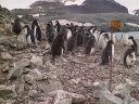 Nombre del archivo=PINGUINO257.jpg
Tamaño del archivo=88Kb
Dimensiones=640x480
Fecha añadida=13 de Octubre de 11 PINGUINO257.jpg