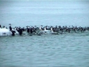 Nombre del archivo=PINGUINO258.jpg
Tamaño del archivo=34Kb
Dimensiones=600x450
Fecha añadida=13 de Octubre de 11 PINGUINO258.jpg