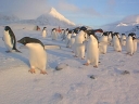 Nombre del archivo=PINGUINO266.jpg
Tamaño del archivo=41Kb
Dimensiones=640x480
Fecha añadida=13 de Octubre de 11 PINGUINO266.jpg