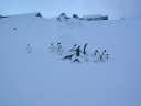 Nombre del archivo=PINGUINO268.jpg
Tamaño del archivo=19Kb
Dimensiones=640x480
Fecha añadida=13 de Octubre de 11 PINGUINO268.jpg
