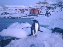 Nombre del archivo=PINGUINO269.jpg
Tamaño del archivo=43Kb
Dimensiones=640x480
Fecha añadida=13 de Octubre de 11 PINGUINO269.jpg