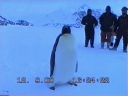 Nombre del archivo=PINGUINO271.jpg
Tamaño del archivo=25Kb
Dimensiones=600x450
Fecha añadida=13 de Octubre de 11 PINGUINO271.jpg