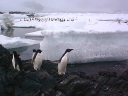 Nombre del archivo=PINGUINO273.jpg
Tamaño del archivo=39Kb
Dimensiones=640x480
Fecha añadida=13 de Octubre de 11 PINGUINO273.jpg