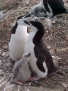 Nombre del archivo=PINGUINO280.jpg
Tamaño del archivo=91Kb
Dimensiones=480x640
Fecha añadida=13 de Octubre de 11 PINGUINO280.jpg