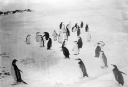 Nombre del archivo=PINGUINO282.jpg
Tamaño del archivo=372Kb
Dimensiones=999x684
Fecha añadida=13 de Octubre de 11 PINGUINO282.jpg
