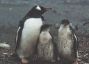 Nombre del archivo=PINGUINO284.jpg
Tamaño del archivo=55Kb
Dimensiones=685x495
Fecha añadida=13 de Octubre de 11 PINGUINO284.jpg