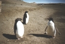Nombre del archivo=PINGUINO285.jpg
Tamaño del archivo=61Kb
Dimensiones=575x390
Fecha añadida=13 de Octubre de 11 PINGUINO285.jpg