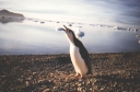 Nombre del archivo=PINGUINO287.jpg
Tamaño del archivo=54Kb
Dimensiones=575x380
Fecha añadida=13 de Octubre de 11 PINGUINO287.jpg