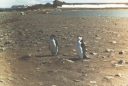 Nombre del archivo=PINGUINO288.jpg
Tamaño del archivo=64Kb
Dimensiones=575x390
Fecha añadida=13 de Octubre de 11 PINGUINO288.jpg