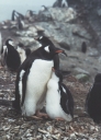 Nombre del archivo=PINGUINO290.jpg
Tamaño del archivo=64Kb
Dimensiones=490x680
Fecha añadida=13 de Octubre de 11 PINGUINO290.jpg