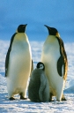 Nombre del archivo=PINGUINO291.jpg
Tamaño del archivo=36Kb
Dimensiones=250x380
Fecha añadida=13 de Octubre de 11 PINGUINO291.jpg