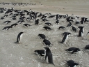 Nombre del archivo=PINGUINO292.jpg
Tamaño del archivo=216Kb
Dimensiones=1216x912
Fecha añadida=13 de Octubre de 11 PINGUINO292.jpg