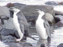 Nombre del archivo=PINGUINO293.jpg
Tamaño del archivo=52Kb
Dimensiones=640x480
Fecha añadida=13 de Octubre de 11 PINGUINO293.jpg
