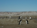 Nombre del archivo=PINGUINO296.jpg
Tamaño del archivo=84Kb
Dimensiones=1280x960
Fecha añadida=13 de Octubre de 11 PINGUINO296.jpg