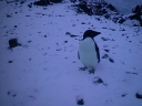Nombre del archivo=PINGUINO297.jpg
Tamaño del archivo=175Kb
Dimensiones=640x480
Fecha añadida=13 de Octubre de 11 PINGUINO297.jpg