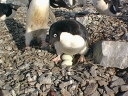 Nombre del archivo=PINGUINOADELIA01.jpg
Tamaño del archivo=92Kb
Dimensiones=640x480
Fecha añadida=13 de Octubre de 11 PINGUINOADELIA01.jpg
