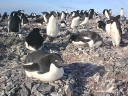 Nombre del archivo=PINGUINOADELIA02.jpg
Tamaño del archivo=66Kb
Dimensiones=640x480
Fecha añadida=13 de Octubre de 11 PINGUINOADELIA02.jpg