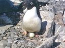 Nombre del archivo=PINGUINOADELIA03.jpg
Tamaño del archivo=71Kb
Dimensiones=640x480
Fecha añadida=13 de Octubre de 11 PINGUINOADELIA03.jpg