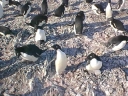 Nombre del archivo=PINGUINOADELIA04.jpg
Tamaño del archivo=69Kb
Dimensiones=640x480
Fecha añadida=13 de Octubre de 11 PINGUINOADELIA04.jpg
