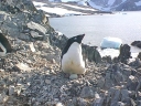 Nombre del archivo=PINGUINOADELIA05.jpg
Tamaño del archivo=78Kb
Dimensiones=640x480
Fecha añadida=13 de Octubre de 11 PINGUINOADELIA05.jpg