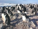 Nombre del archivo=PINGUINOADELIA06.jpg
Tamaño del archivo=66Kb
Dimensiones=640x480
Fecha añadida=13 de Octubre de 11 PINGUINOADELIA06.jpg