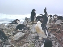 Nombre del archivo=PINGUINOADELIA07.jpg
Tamaño del archivo=47Kb
Dimensiones=640x480
Fecha añadida=13 de Octubre de 11 PINGUINOADELIA07.jpg