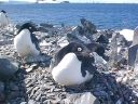 Nombre del archivo=PINGUINOADELIA09.jpg
Tamaño del archivo=75Kb
Dimensiones=640x480
Fecha añadida=13 de Octubre de 11 PINGUINOADELIA09.jpg