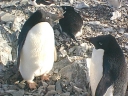 Nombre del archivo=PINGUINOADELIA11.jpg
Tamaño del archivo=74Kb
Dimensiones=640x480
Fecha añadida=13 de Octubre de 11 PINGUINOADELIA11.jpg