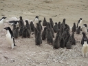 Nombre del archivo=PINGUINOADELIA12.jpg
Tamaño del archivo=195Kb
Dimensiones=1216x912
Fecha añadida=13 de Octubre de 11 PINGUINOADELIA12.jpg