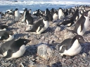 Nombre del archivo=PINGUINOADELIA13.jpg
Tamaño del archivo=66Kb
Dimensiones=640x480
Fecha añadida=13 de Octubre de 11 PINGUINOADELIA13.jpg