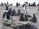 Nombre del archivo=PINGUINOADELIA14.jpg
Tamaño del archivo=190Kb
Dimensiones=1216x912
Fecha añadida=13 de Octubre de 11 PINGUINOADELIA14.jpg