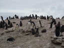 Nombre del archivo=PINGUINOADELIA16.jpg
Tamaño del archivo=147Kb
Dimensiones=1216x912
Fecha añadida=13 de Octubre de 11 PINGUINOADELIA16.jpg