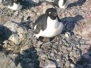 Nombre del archivo=PINGUINOADELIA17.jpg
Tamaño del archivo=66Kb
Dimensiones=640x480
Fecha añadida=13 de Octubre de 11 PINGUINOADELIA17.jpg