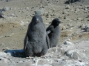 Nombre del archivo=PINGUINOADELIA18.jpg
Tamaño del archivo=160Kb
Dimensiones=1280x960
Fecha añadida=13 de Octubre de 11 PINGUINOADELIA18.jpg